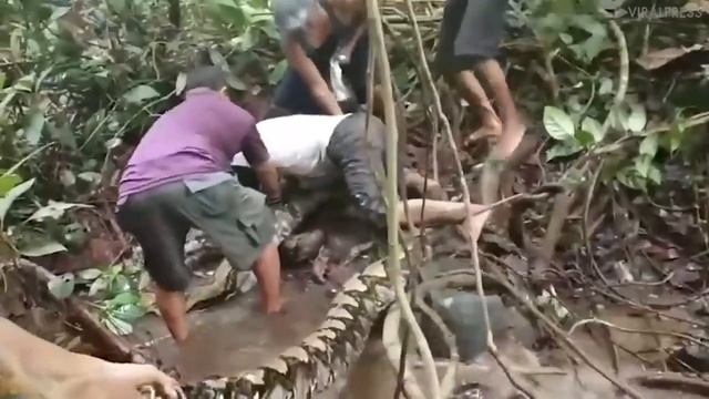 Схватка рыбаков и восьмиметрового питона попала на видео смотреть онлайн