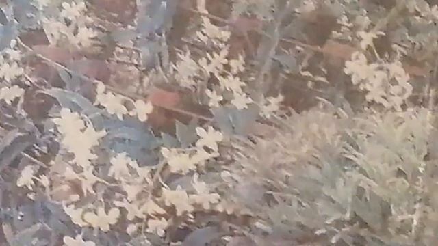 Как конвертировать видео из формата MTS В MP4 ИЛИ ДРУГИЕ ФОРМАТЫ? смотреть онлайн