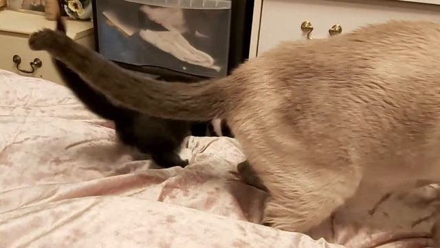 ORIENTAL KITTENS WITH GRANDMA. КОТЯТА ПОРОДЫ ОРИЕНТАЛ ИГРАЮТСЯ С БАБУШКОЙ. смотреть онлайн