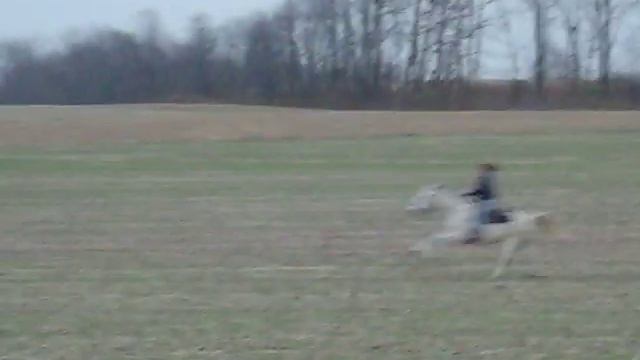 Thoroughbred against Quarter Horse!!!!!! смотреть онлайн