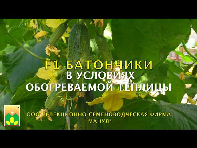 Огурец F1 БАТОНЧИКИ - новинка селекции Агрофирмы 
