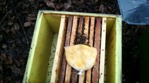 Кормим пчёл зимой. Проблемная пчелосемья