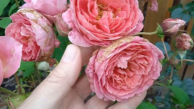 Розы август 2023. Борьба с ЛМР