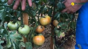 Супернова F1 - самый популярный томат