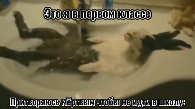 Кролик купается | Мемы смотреть онлайн