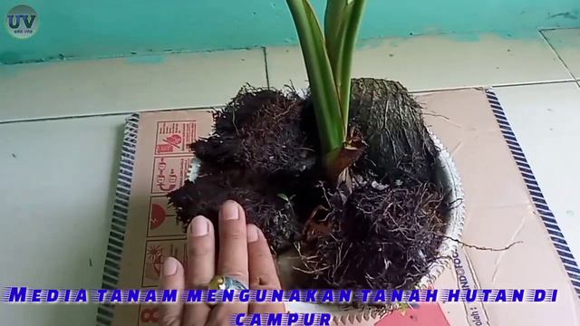 KELADI DAN HELPERT HUTAN смотреть онлайн