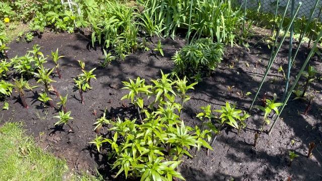 Моя любимая дача 13 мая 2023❤️Высадила часть петуний. Прополола клумбы. Шикарные спиреи❤️ смотреть онлайн