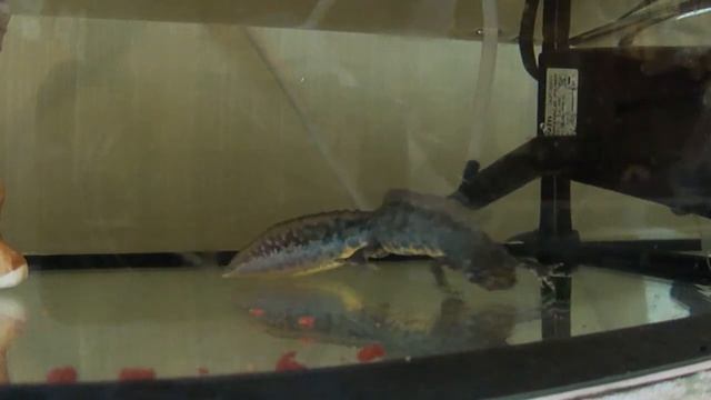 ТРИТОН "КАРЕЛИНА" - НЕПРИХОТЛИВОЕ ДОМАШНЕЕ ЖИВОТНОЕ смотреть онлайн