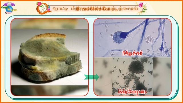 11th Std | Bio-Botany | 1.5.4 | Classification of Fungi | Oomycetes, Zygomycetes | English & Tamil смотреть онлайн