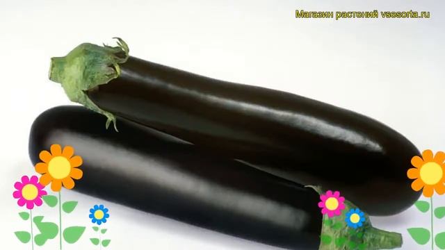 Баклажан обыкновенный Соломон. Краткий обзор, описание характеристик, где купить саженцы Solomon смотреть онлайн