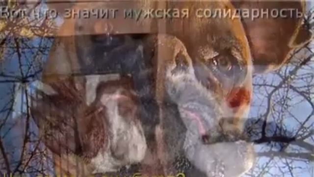 Приколы- картинки с животными смотреть онлайн