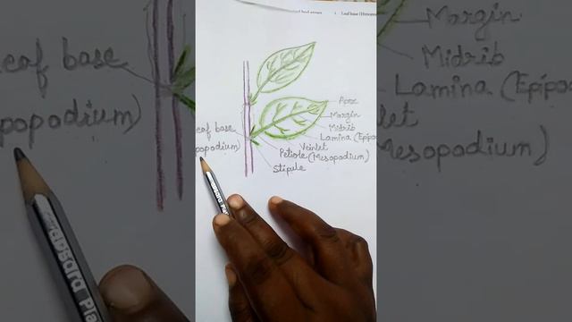 Vegetative morphology -3 смотреть онлайн