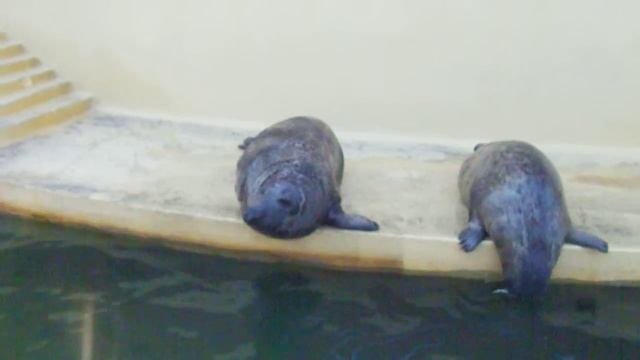Кормление котиков. Морских :) смотреть онлайн