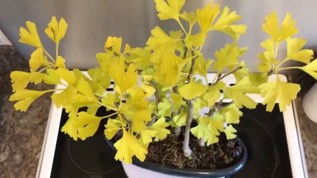 Ginkgo Biloba Bonsai Group Planting 360 Video