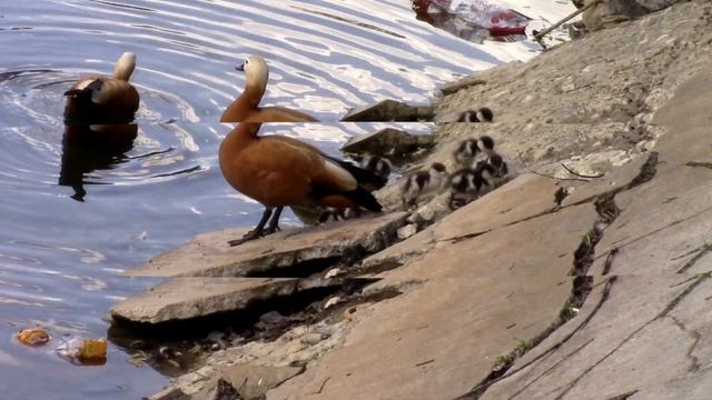ОГАРИ ПРИВЕЛИ ПТЕНЦОВ пушистиков (ruddy Shelduck) смотреть онлайн