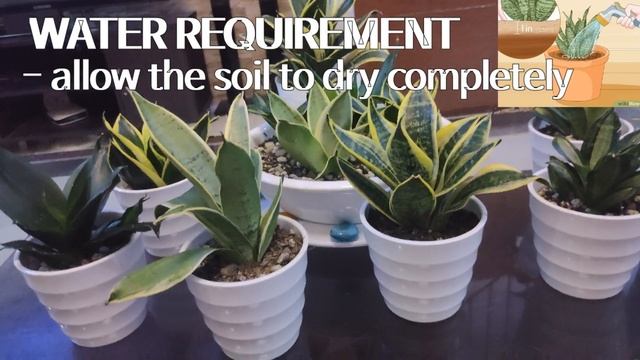 Pag-aalaga Ng Dwarf Snake Plant /  Hahnii Sansevieria Collection And Tour