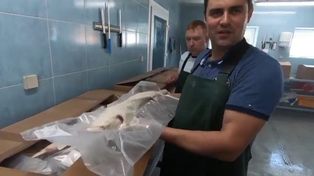 Королевский Двор - День с предпринимателем в Дании. Как производят икру и копченую рыбу смотреть онлайн