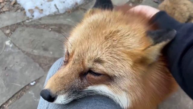 Ли Сяо / Alice the Fox Лиса Алиса (Столкновение с Белым нос к носу) смотреть онлайн