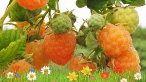 Малина ремонтантная Золотые купола ? Обзор: посадка и уход. крупномеры: описание и особенности