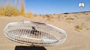 Самый простой способ поймать соколов и птиц с помощью защитной клетки