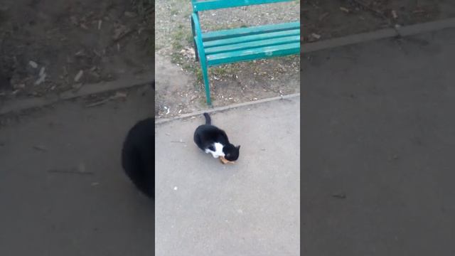 мы снова встретились помочь нам на корм можно по карте 4149 4393 1556 7333 Оксана(2) смотреть онлайн