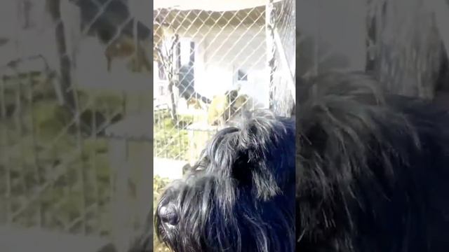 Мой любимый пятачок!!! Фросенька, черный русский терьер