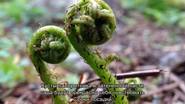 Папоротник Страусник — как правильно выращивать?