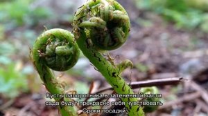 Папоротник Страусник — как правильно выращивать?