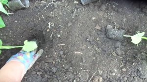 МОЖНО ЛИ ЗАГЛУБЛЯТЬ ОГУРЦЫ ПРИ ВЫСАДКЕ? Ольга Чернова.