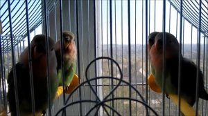 Неразлучники поют