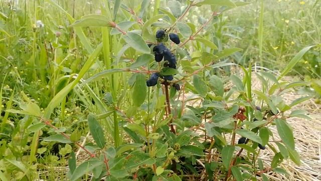 Жимолость. Меристемное размножение. Урожай на третий год. смотреть онлайн