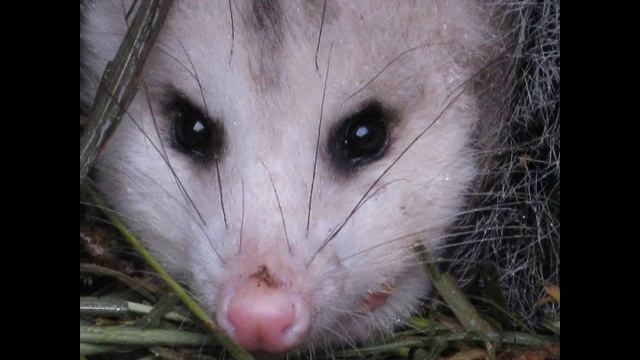 Possum Cam: What's In The Composter? смотреть онлайн