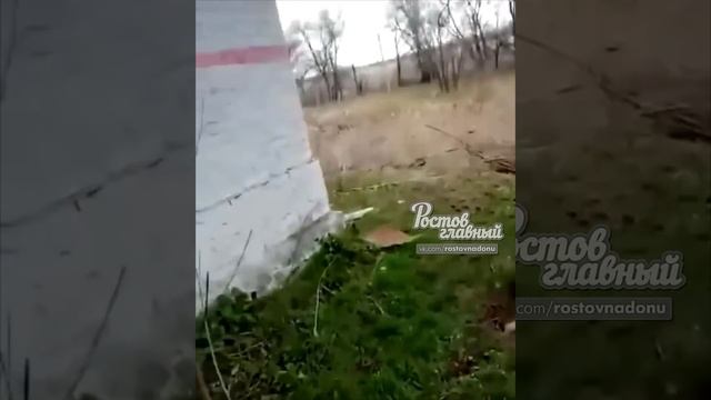 Гадюки на ст Мишкинская в Ростовской области 18.4.2019 Ростов-на-Дону Главный смотреть онлайн