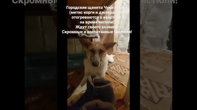 На улице метель!Городские щенята Чука и Чаки (помесь корги и джекрассел)в квартире!Ждут хозяина! смотреть онлайн