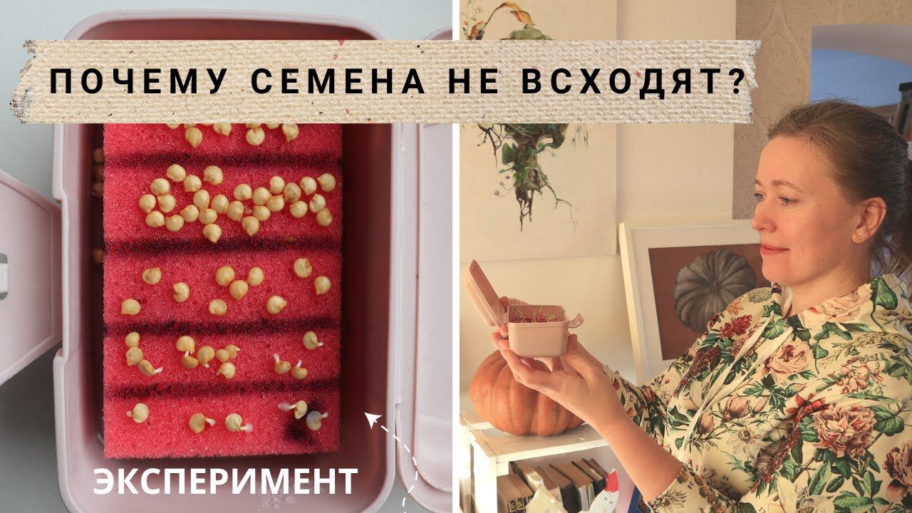 Почему не всходят семена? Как хранить семена сто лет? смотреть онлайн