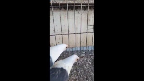 Охота Алексея и Владимира из города Ишим.