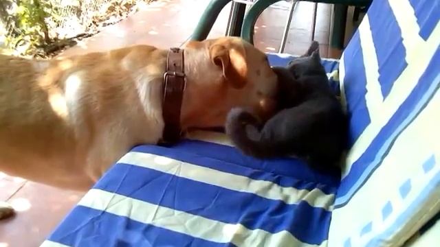 неравный бой котенка и собаки смотреть онлайн