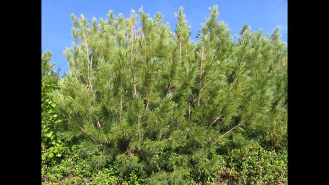 Мамская природа смотреть онлайн