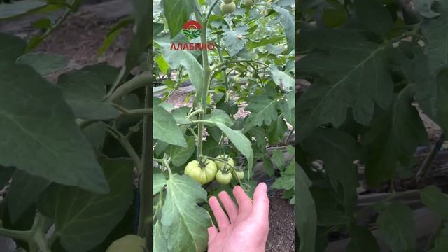 Помидоры в теплице. Подкормка, полив, уход. #черныйпомидор #желтыйпомидор #алабино #теплица #кубань смотреть онлайн