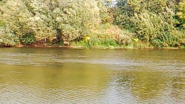 Речная самоловка на щуку! Эксперимент! смотреть онлайн