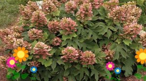 Гортензия дуболистная. Краткий обзор, описание характеристик hydrangea quercifolia munchkin