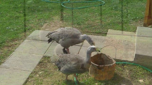 Bird Park, May 2016 / Парк птиц "Воробьи", Калужская область смотреть онлайн