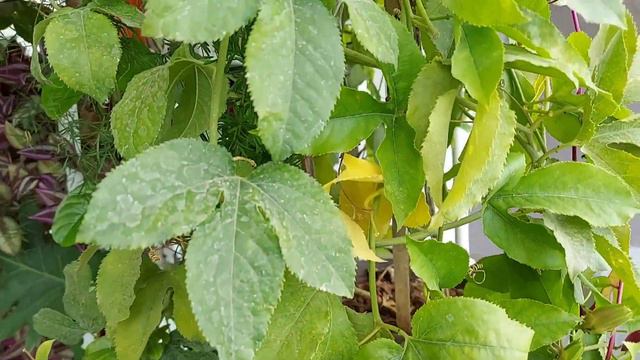 Passion Fruit Plant's Caring Tips || Passiflora || कृष्ण कमल कि बेलपर ज्यादा फल और फूल कैसे पाए || смотреть онлайн