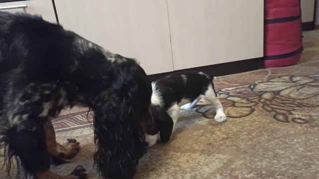 Русский охотничий спаниель щенки смотреть онлайн