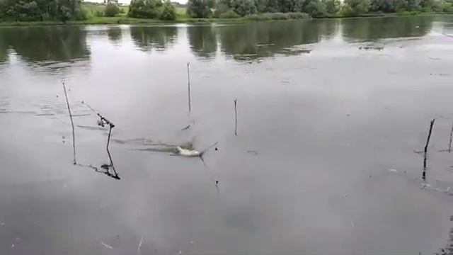 Рыбалка на Москве реке / Лещ смотреть онлайн