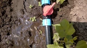 Эксперимент с регулировкой давления в капельной ленте