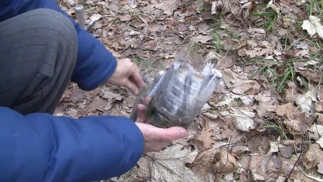 Выращивание деревьев из семян. Моя новая технология смотреть онлайн