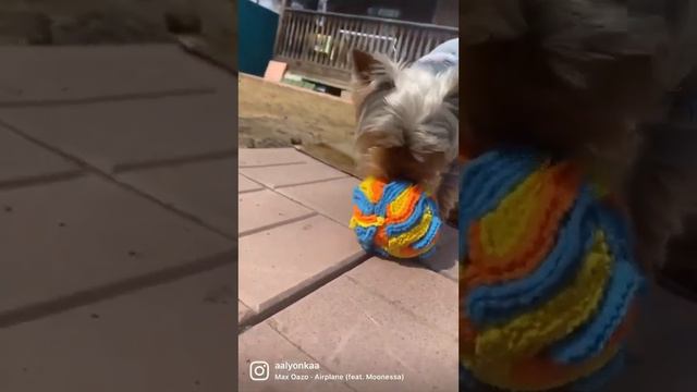 Нюхательный мячик для йоркширского терьера смотреть онлайн