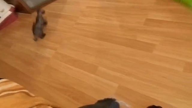 Котенок корниш рекс и швабра смотреть онлайн