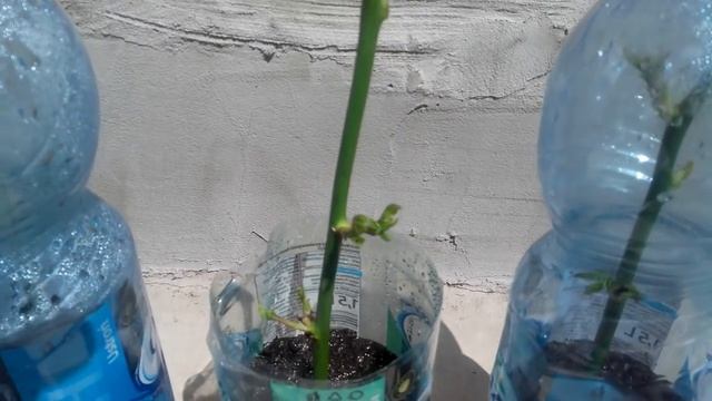 УКОРЕНЕНИЕ РОЗ ИЗ БУКЕТА ШОК С ПЕРВОГО РАЗА ВСЕ РАБОТАЕТ ПРОВЕРЕНО///POLSKA HOLLAND ROZA EUROPE смотреть онлайн